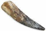 Fossil Spinosaurus Tooth - Real Dinosaur Tooth #376374-1